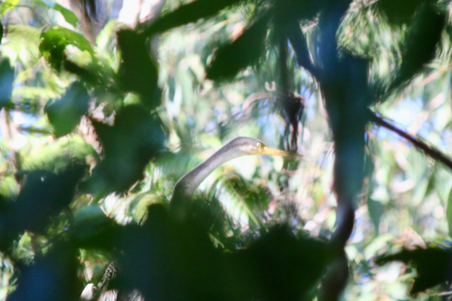 Australasian Darter