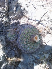 Strombocactus disciformis disciformis