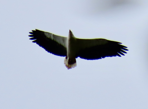 White-bellied Sea-Eagle