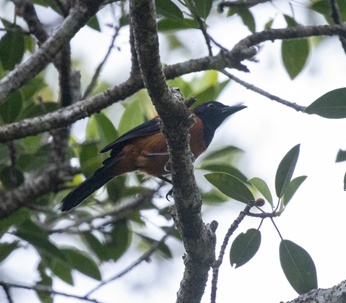 Hooded Pitohui (Pitohui dichrous), photo 3