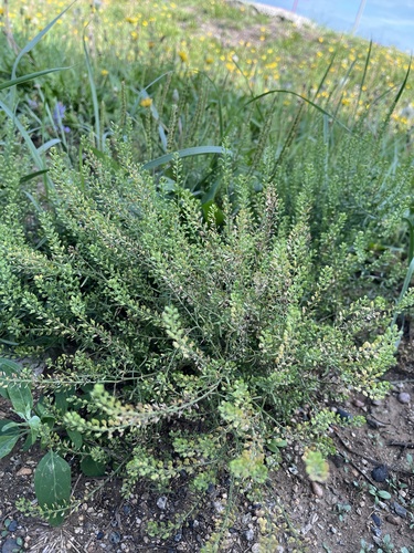 Narrow-leaved Pepperwort