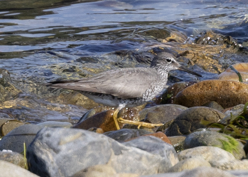 Wandering Tattler