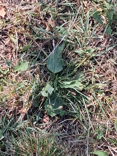 greater plantain