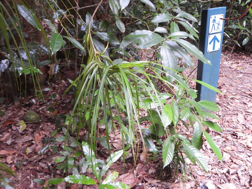 Freycinetia excelsa, photograph 5