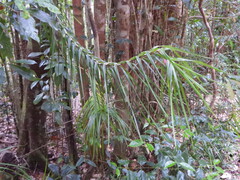 Freycinetia excelsa, photograph author not stated, no rights reserved