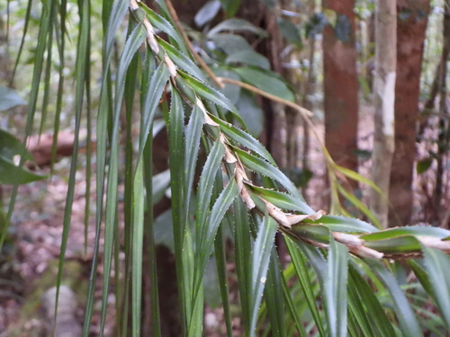 Freycinetia excelsa, photograph 6