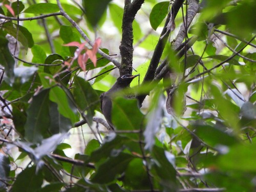 Bridled Honeyeater (Bolemoreus frenatus), photo 10