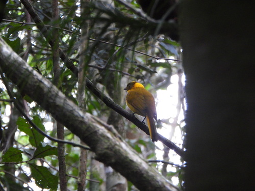 Golden Bowerbird (Prionodura newtoniana), photo 10