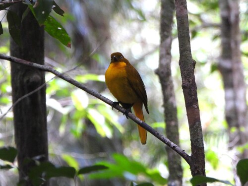 Golden Bowerbird (Prionodura newtoniana), photo 8