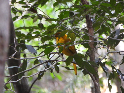 Golden Bowerbird (Prionodura newtoniana), photo 9