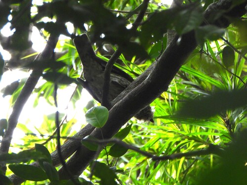 Tooth-billed Bowerbird (Scenopoeetes dentirostris), photo 3