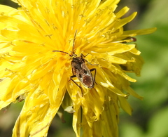 Rhyparochromus