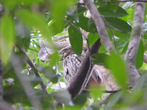 Tooth-billed Bowerbird (Scenopoeetes dentirostris), photo 2