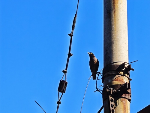 Common Myna