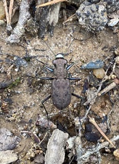 Apterodela unipunctata