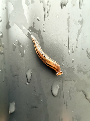 Threeband Slugs