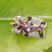 Corythucha juglandis - Photo (c) Bill Keim，保留部份權利CC BY