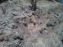 Strombocactus disciformis disciformis