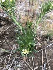 Lithospermum ruderale