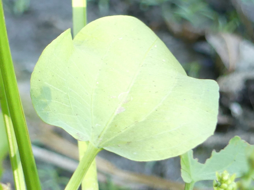 Echinodorus berteroi; photograph author not stated, no rights reserved
