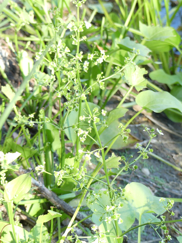 Echinodorus berteroi, photograph 2