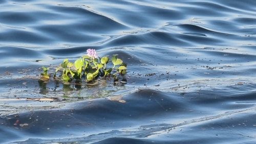 common water hyacinth