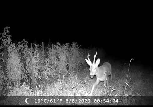 Western Roe Deer
