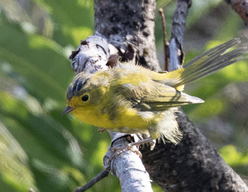 Wilson's Warbler