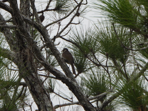 Bridled Honeyeater (Bolemoreus frenatus), photo 6