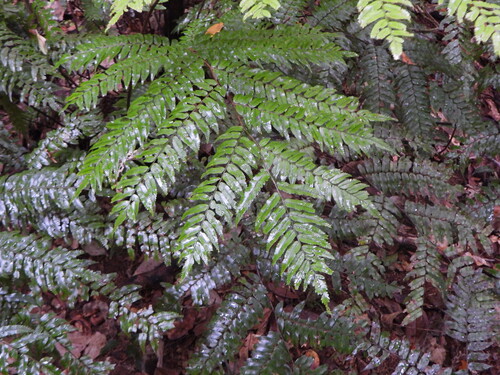 Gymnosphaera rebeccae observed 2026-08-09