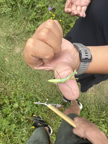 European Mantis