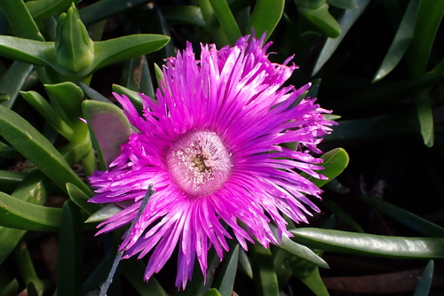 Carpobrotus deliciosus, photograph 6