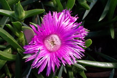 Carpobrotus deliciosus, photograph (c) Karen Eichholz, some rights reserved (CC BY)