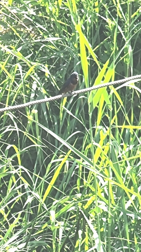 Barn Swallow