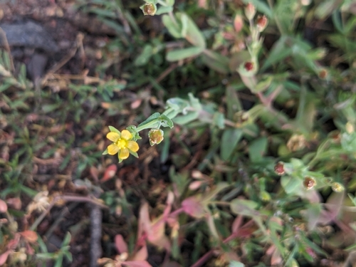 Small St John's Wort