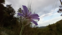 Catananche caerulea, photograph (c) Filippo Ceragioli, some rights reserved (CC BY-SA)