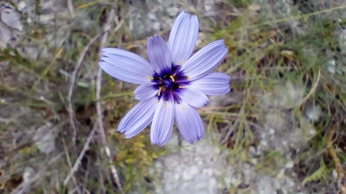 Catananche caerulea, photograph 4
