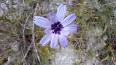 Catananche caerulea, photograph (c) Filippo Ceragioli, some rights reserved (CC BY-SA)