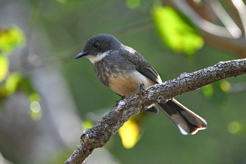 Northern Fantail (Rhipidura rufiventris), photo 5