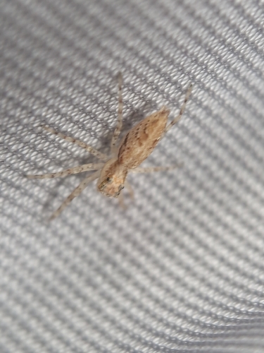 Bronze Hopper