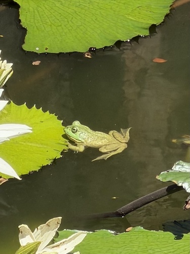 Lithobates catesbeianus observed 2026-08-08