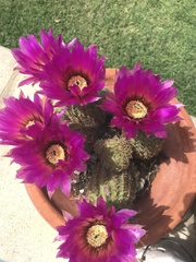 Echinocereus