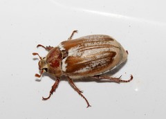 Melolontha albida
