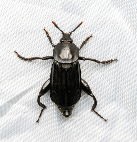 Shore Sexton Beetle