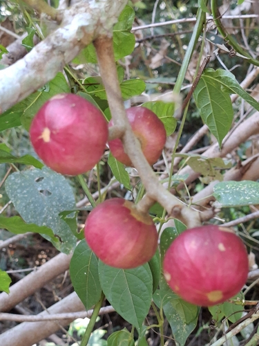 Cabralea canjerana