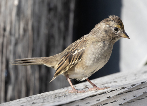 Golden-crowned Sparrow