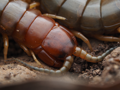 Orange-footed Centipede photo 5