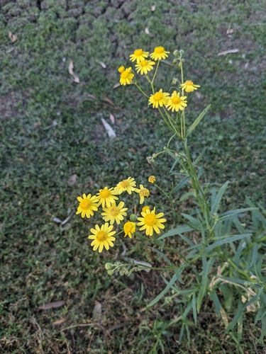 Madagascar Ragwort