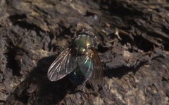 Eudasyphora cyanella