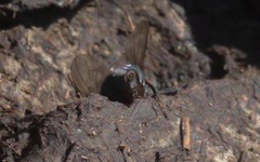 Eudasyphora cyanella